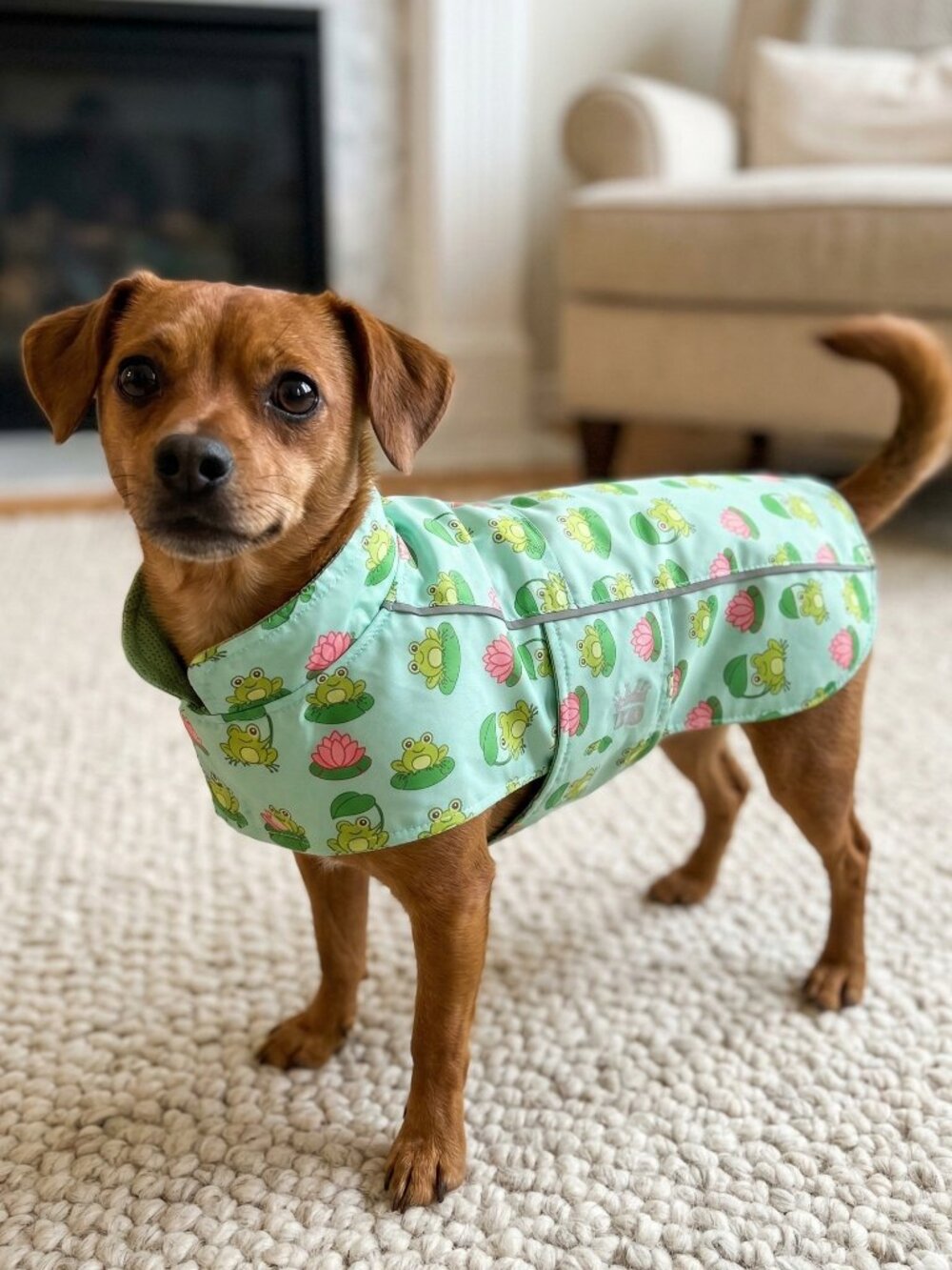 HD Hoodless Raincoat - Frogs